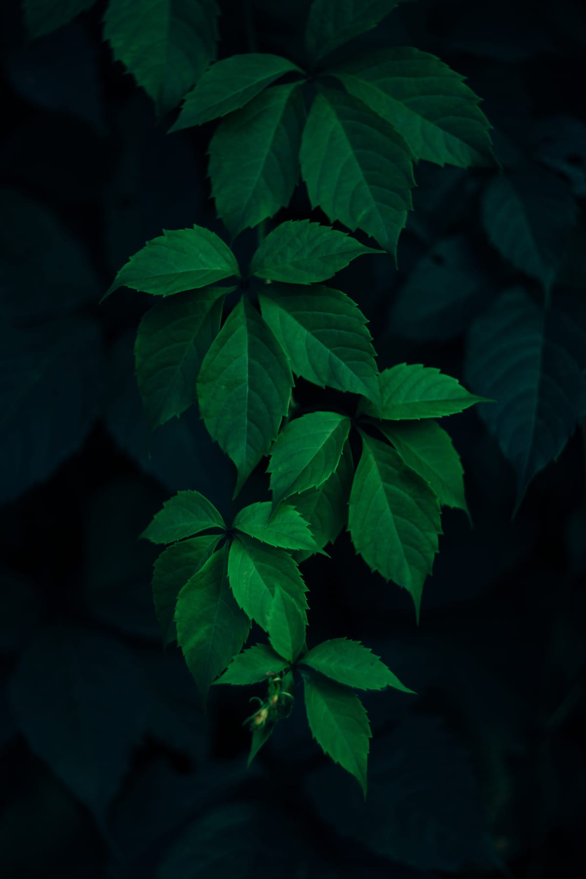 Dark green leaves in soft light