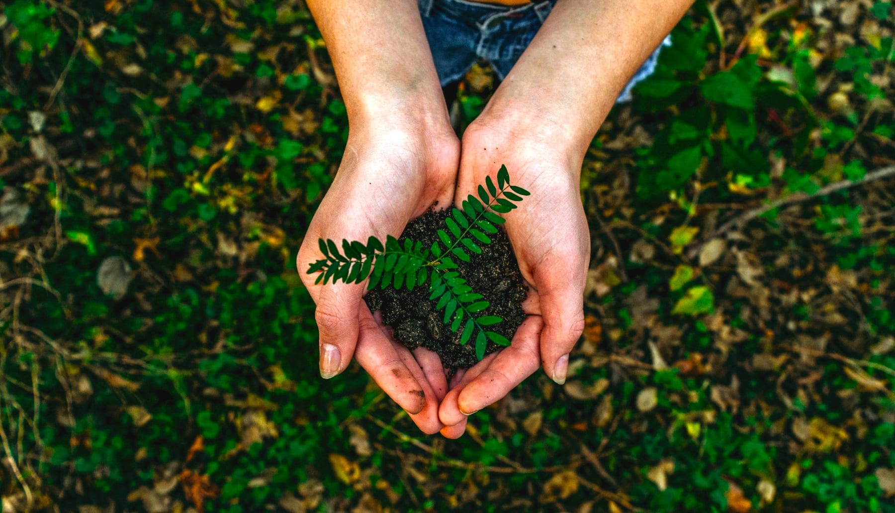 Hands holding soil and a young green plant